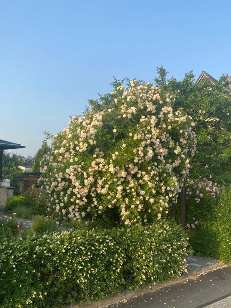 Ferienwohnung Hinterhermsdorf Glaser Sebnitz Exteriör bild